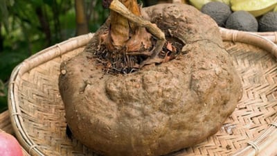 Elephant Foot Yam