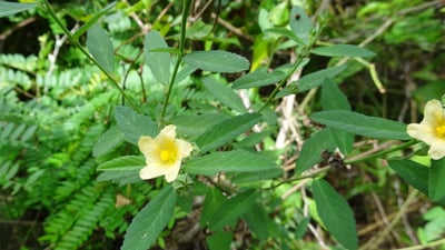 Sida rhombifolia