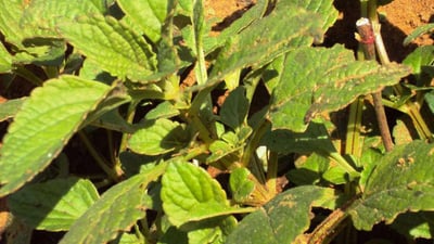 Plectranthus rotundifolius