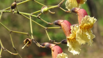 Stereospermum suaveolens