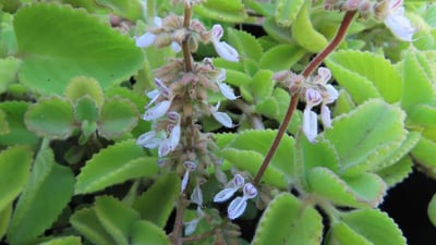 Plectranthus amboinicus
