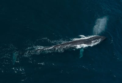 Blue Whale