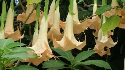 Brugmansia suaveolens