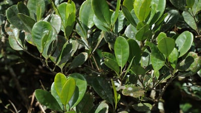 Kokoona zeylanica