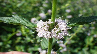 Mentha arvensis var. javanica (Oduthalan,??????)