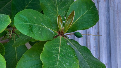 Terminalia catappa