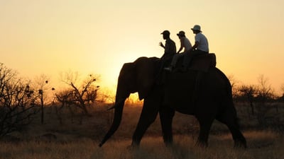 Elephant Riding