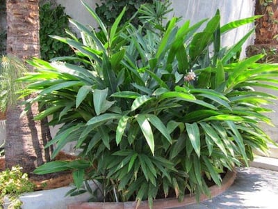 Alpinia Calearta