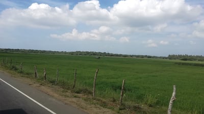 Weligatta