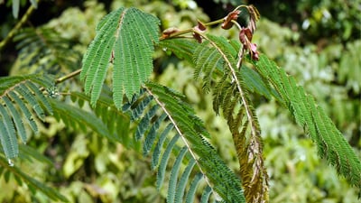 Albizia chinensis
