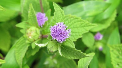 Vernonia anthelmintica