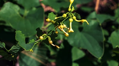 Aristolochia bracteolata