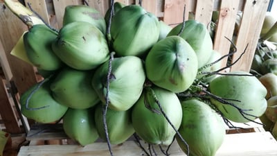 Cocos nucifera