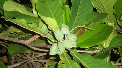 Terminalia catappa