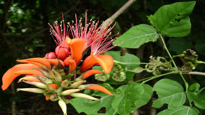 Erythrina variegata