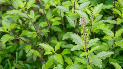 Ocimum tenuiflorum