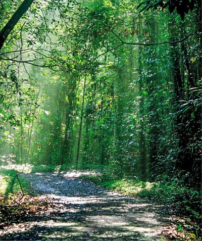 Kanneliya Rain Forest