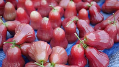 Jambu