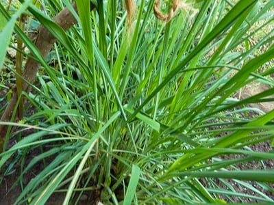 Lemongrass and Citronella