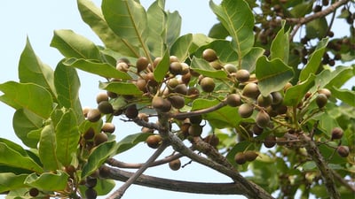 Terminalia bellirica (????)