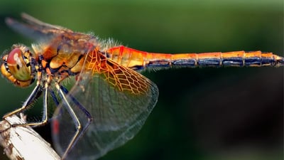 Dragonflies