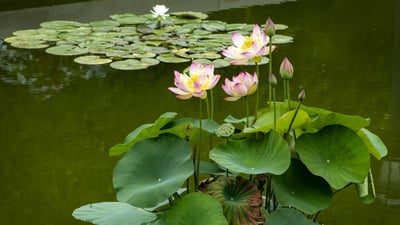 Sacred Lotus