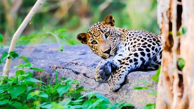 Wilpattu