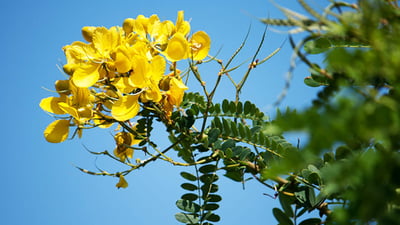 Cassia auriculata