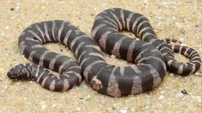 Wart Snake
