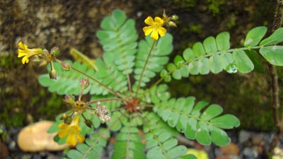 Biophytum reinwardtii