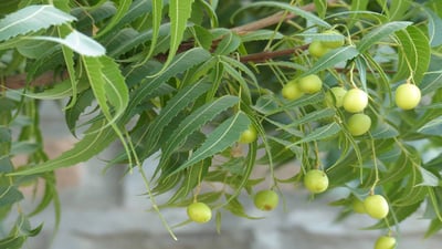 Azadirachta indica