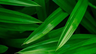 Pandanus amaryllifolius