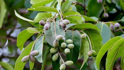 Terminalia chebula (Aralu)