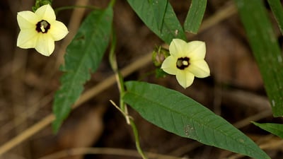 Merremia tridentata