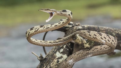 Brown Vine Snake