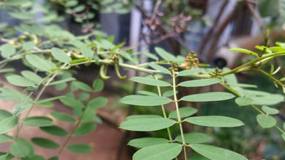 Indigofera tinctoria