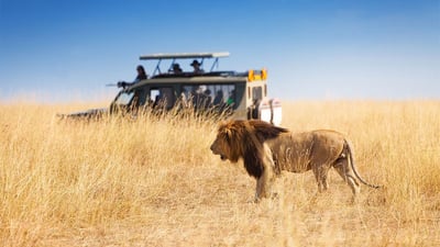 Safari Safety Guideline