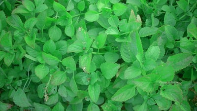 Plectranthus rotundifolius