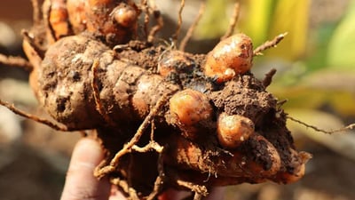 Curcuma longa