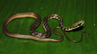 Schokar's Bronzeback