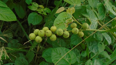 Croton lacciferus