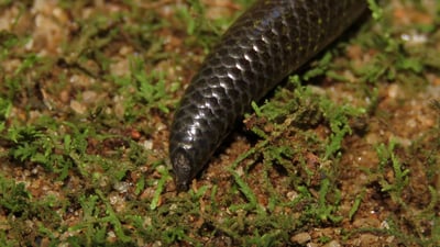 Phillip's Earth Snake