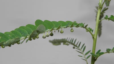 Phyllanthus amarus