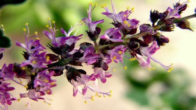 Ocimum tenuiflorum