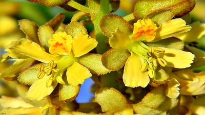 Caesalpinia bonduc