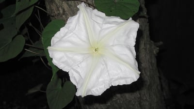 Ipomoea alba