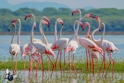 Flamingo