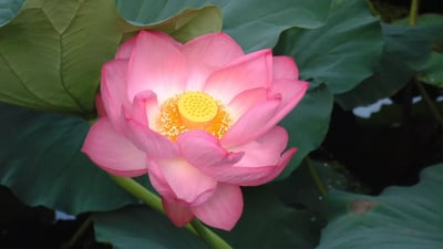Sacred Lotus