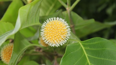 Nauclea orientalis