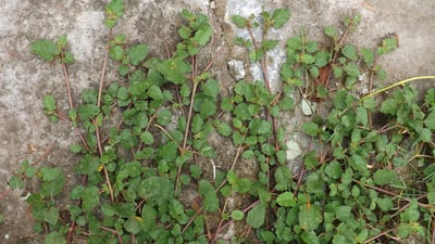 Boerhavia diffusa